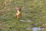 Max mit Ball