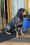 Bluetick Coonhound