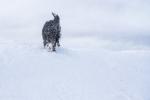 Stella im Schnee