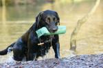 Balou beim Training