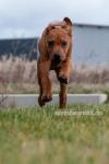 Rhodesian Ridgeback