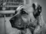 Kangal Portrait