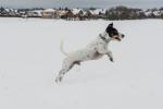 Elvis im Schnee