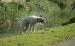 Kangal nass :-)