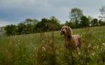 Weimaraner#1