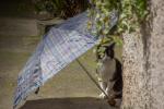Die Katze und der Regenschirm