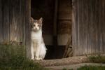 Landkatze im Zyberliland 2