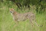 Gepard