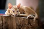 Cats of Myanmar -IV-