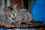 Cats of Myanmar -VI-