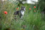 Kater mit Sony 135 1.8