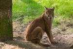 Luchs Wildpark Schwarze Berge