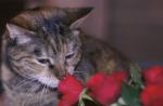 Katzen mögen Rosen