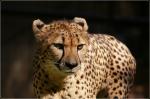 Gepard 2