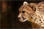 Gepard 4