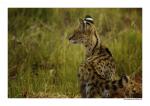 Junger Serval