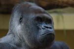 Zoo Heidelberg: Westlicher-Flachlandgorilla