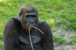 Westlicher Flachlandgorilla