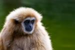 Gibbon