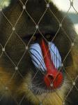 Mandrill