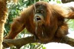 Orang Utan (Tierpark Hagenbeck)