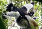 Indri 1