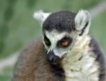 Der nachdenkliche Lemure