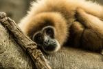 Gibbon