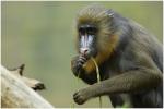 mandrills 2