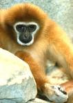 Gibbon