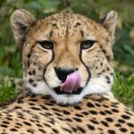 Gepard