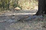 Leopardin mit Jungtier (2)