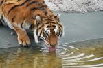 Tiger im Tierpark Tatzmania