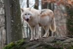 Wolfsgehege Kasselburg Polarwolf stehend 1