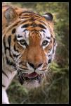 Ein Bild von einem Tiger 3