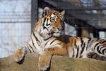 Tiger im Tierpark Straubing