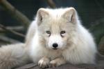 Polarfuchs