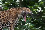 müder Jaguar