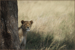 Safari die 1. - mein zweitliebstes Löwenbild ;-)