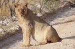 Etosha Löwe