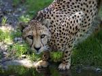 Gepard