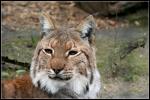 Luchs