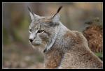 Luchs