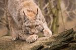 Luchs 3