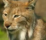 Der Luchs