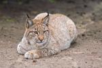 Luchs