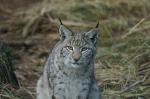 Luchs ooc A 580 - 1600 ISO