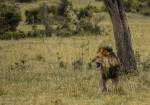 Löwe in der Masai Mara