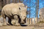 Nashorn