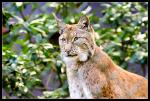 Luchs hinter Gittern